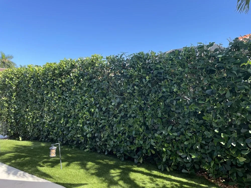 Professional yard cleanup service for outdoor upgrades in Fort Myers, FL by TLS Lawn & Tree Service