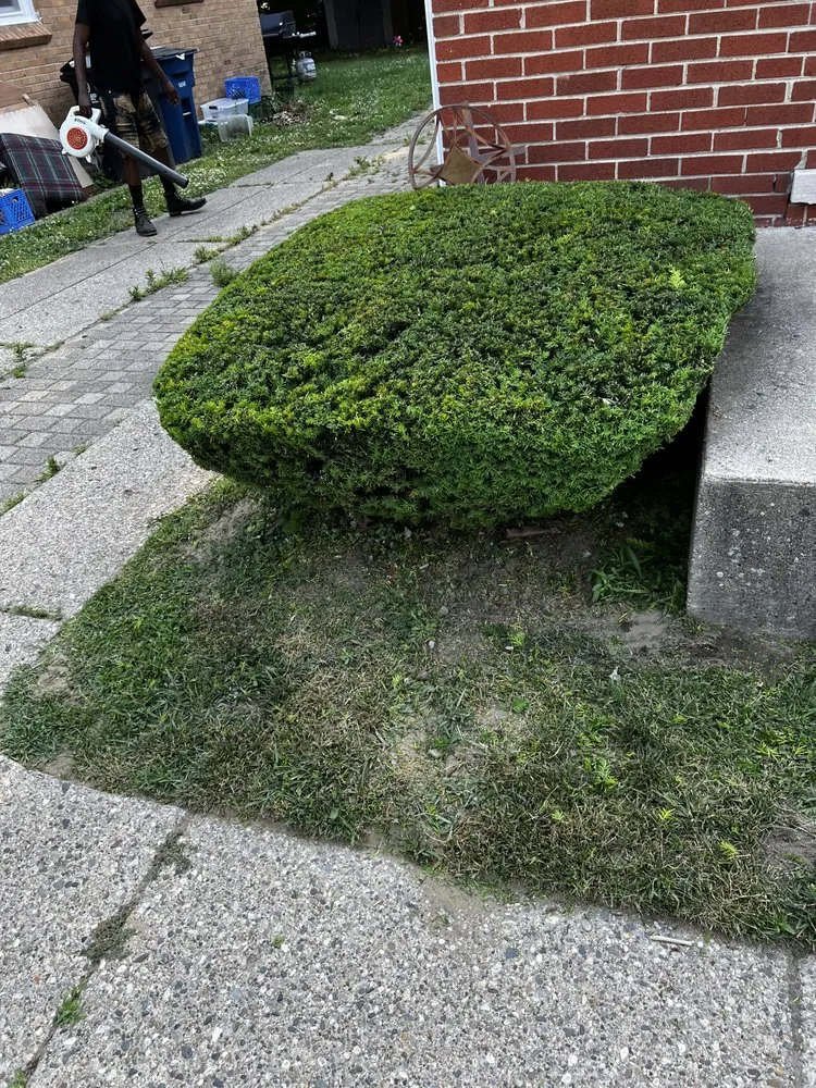 Custom yard maintenance experts serving Detroit, MI - TLT Lawncare & Snow Removal