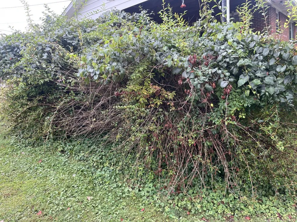 Top-rated landscaping services in Clendenin, WV - T&M Home Services