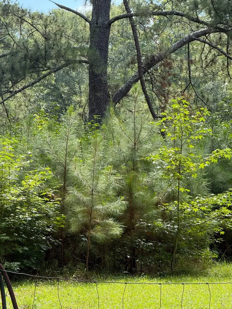 Top-rated lawn mowing service experts serving Oxford, GA - TM Land Clearing