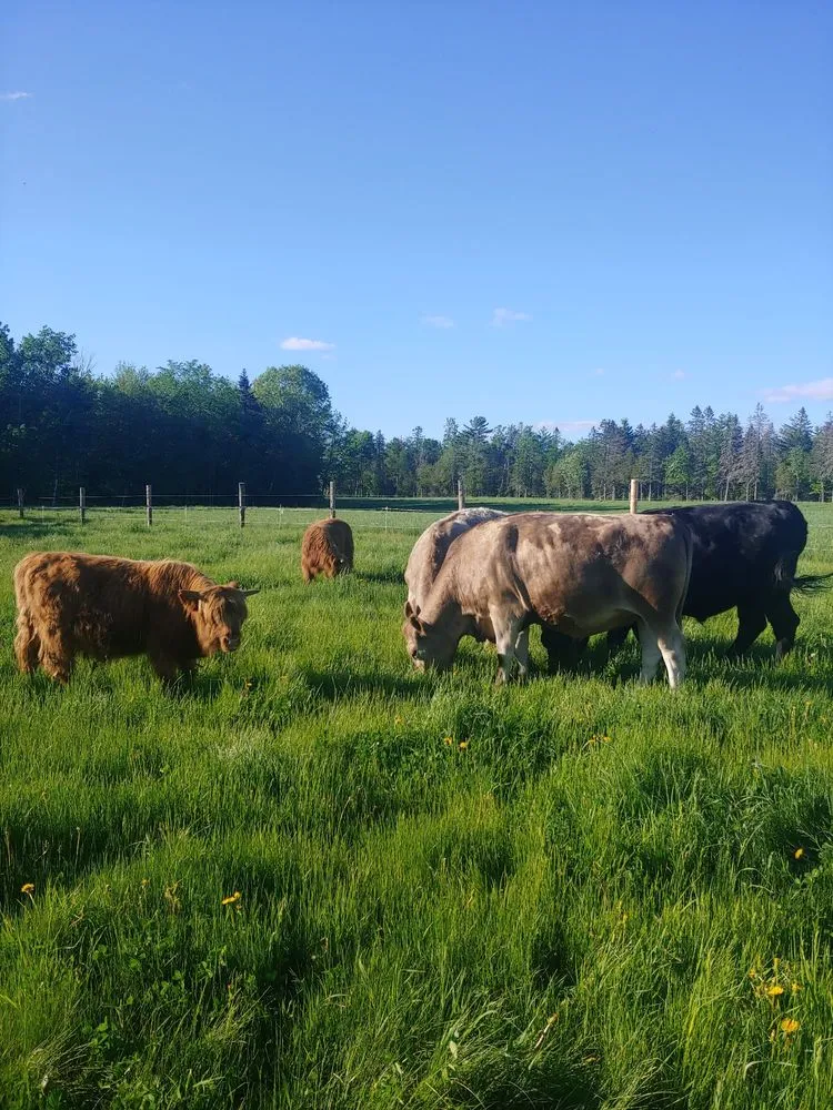 Custom lawn mowing service with custom design across Freedom, ME - T&M Lawn Care
