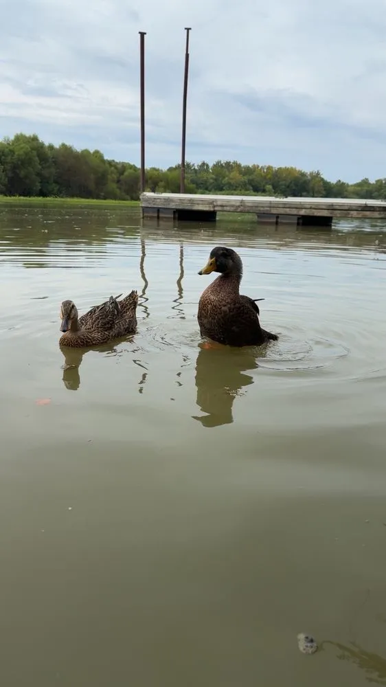 Expert landscaping services in Vevay, IN by T&M Property Solutions