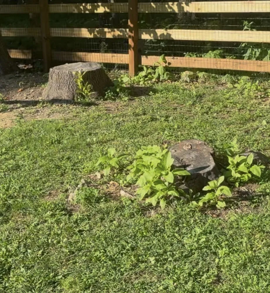 Custom yard maintenance for outdoor upgrades in Reading, PA by TM Stump Grinding