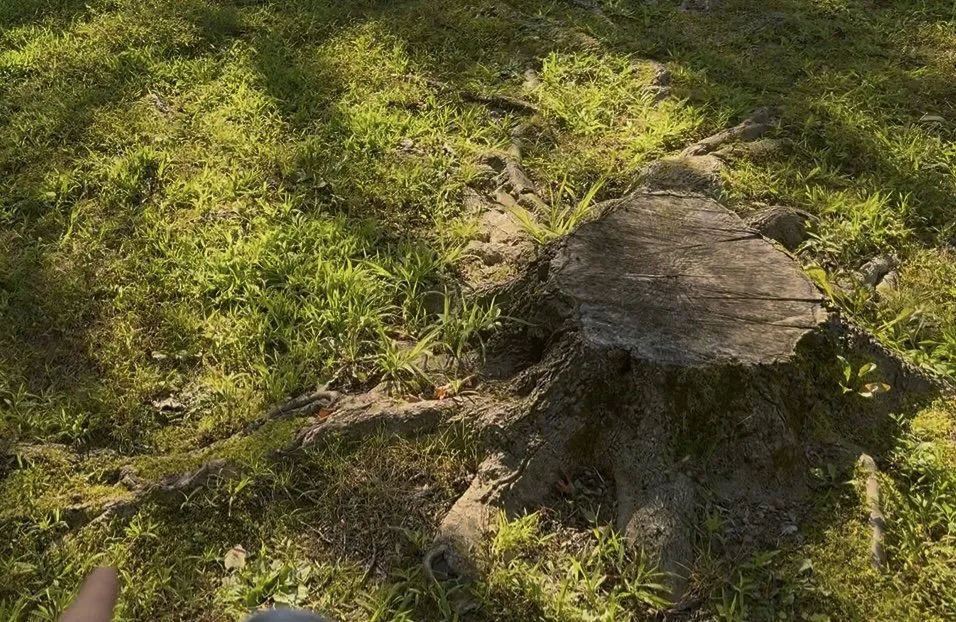 Affordable outdoor landscaping in Reading, PA by TM Stump Grinding