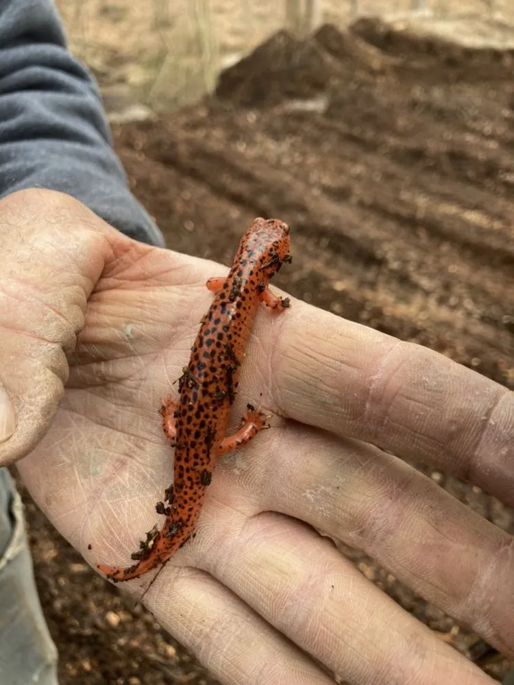 Affordable landscaping services in Reading, PA - TM Stump Grinding