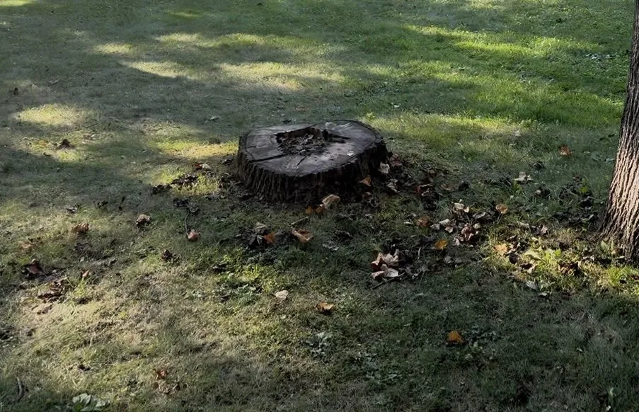 Professional landscaping services experts serving Reading, PA - TM Stump Grinding