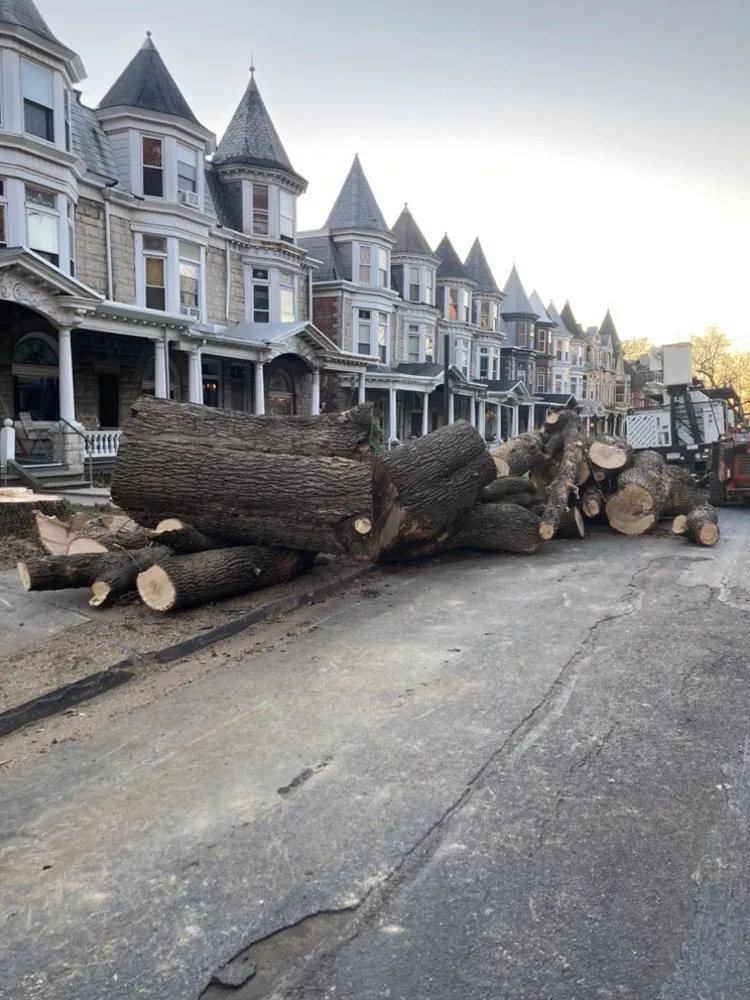 Reliable yard maintenance experts serving Reading, PA - TM Stump Grinding