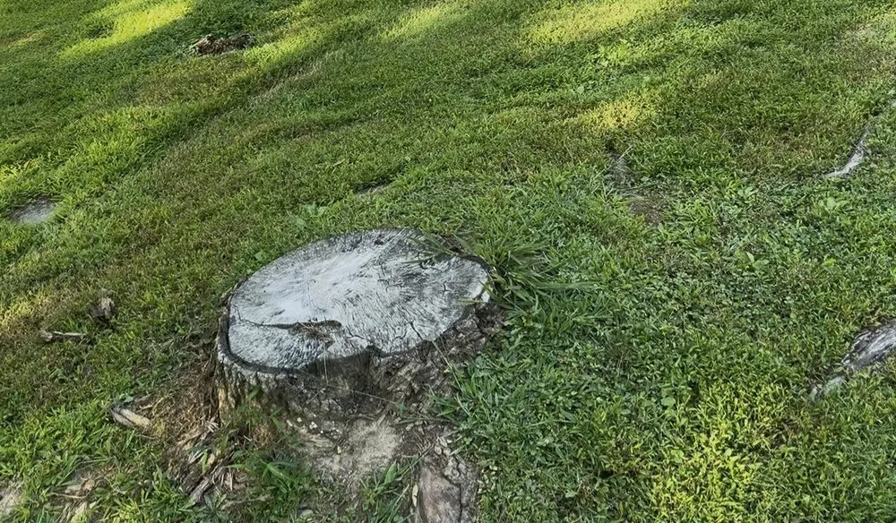 Custom lawn mowing service for outdoor upgrades in Reading, PA by TM Stump Grinding