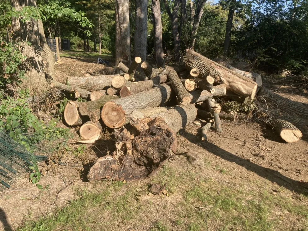 Top-rated yard cleanup service experts serving Reading, PA - TM Stump Grinding