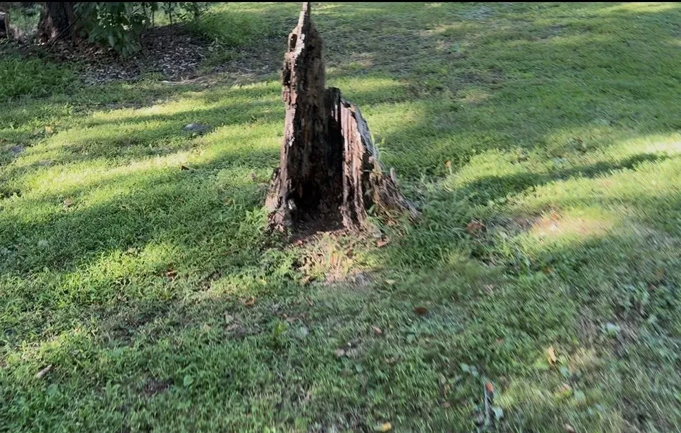 Local yard cleanup service for outdoor upgrades across Reading, PA - TM Stump Grinding