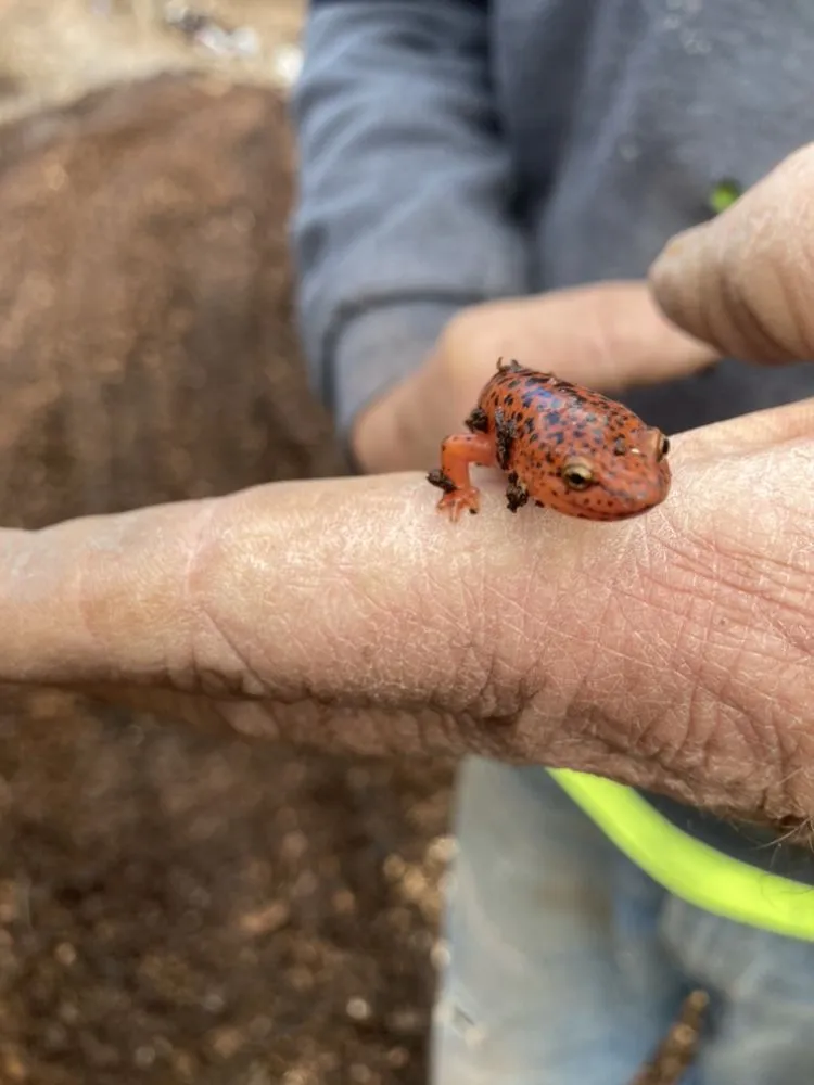 Expert garden landscaping in Reading, PA by TM Stump Grinding