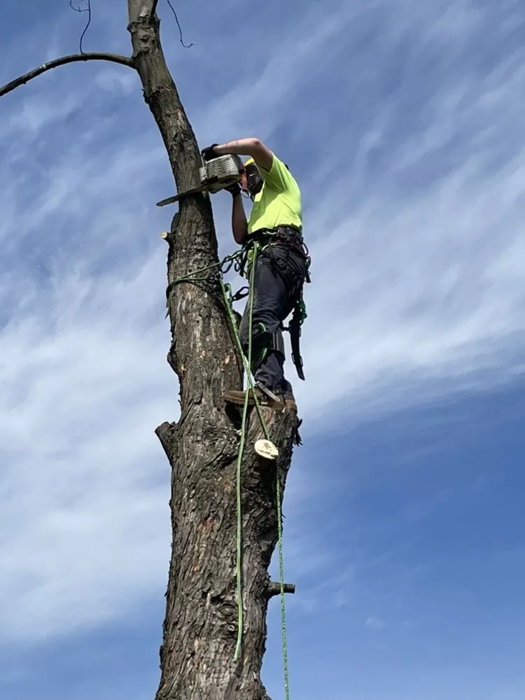 Trusted landscape installation for residential properties across Reading, PA - TM Stump Grinding