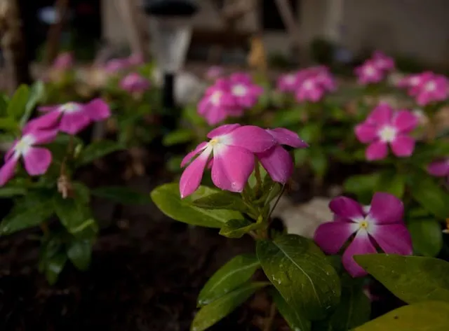 Trusted residential landscaping in Pflugerville, TX - TME Landscaping