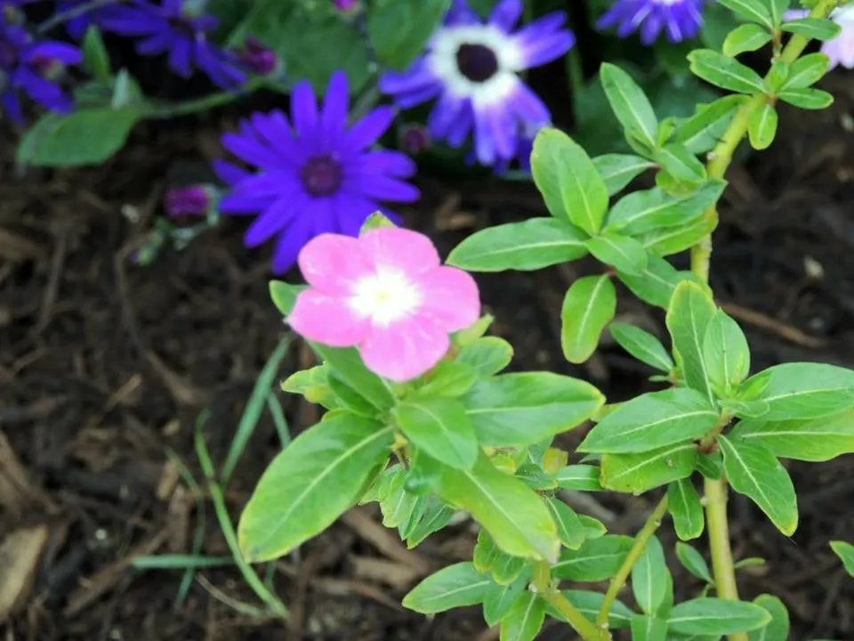 Reliable lawn mowing service in Pflugerville, TX by TME Landscaping