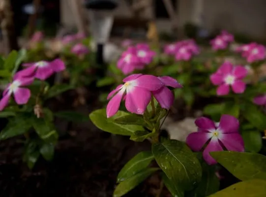 TME Landscaping Logo