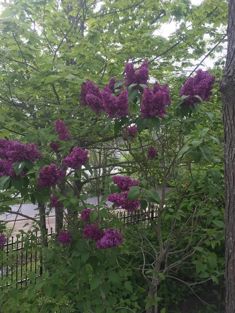 Reliable yard cleanup service for homes in Arundel, ME by TML Grounds Care