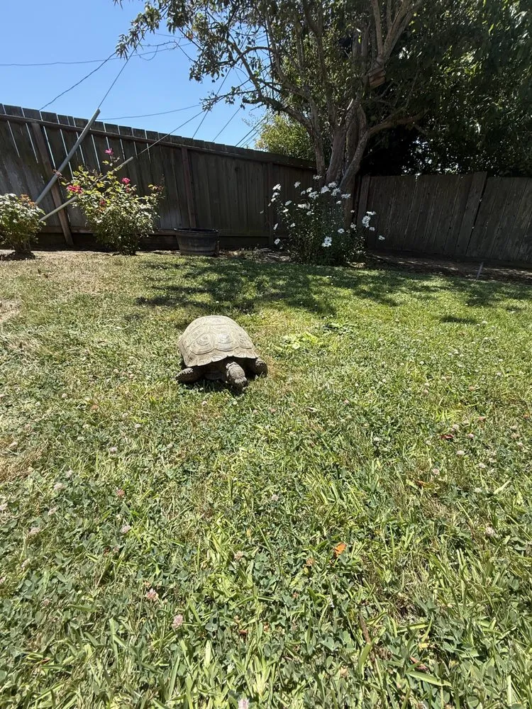 Reliable landscaping services with custom design in San Francisco, CA by TMZ Landscaping