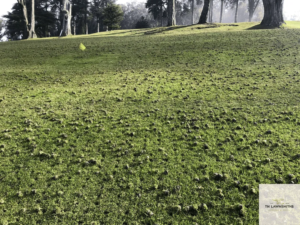 Trusted yard maintenance experts serving Murfreesboro, TN - Tn Lawnsmiths