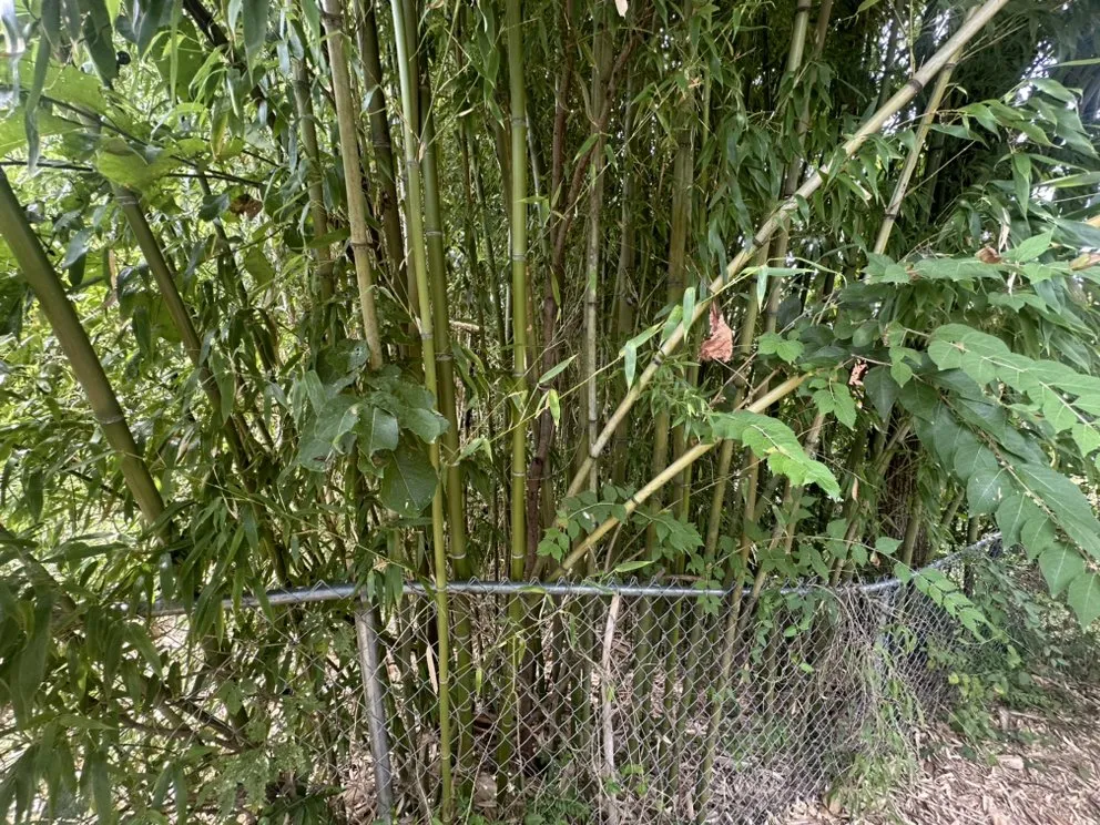 Professional yard maintenance in Clarksville, TN - TN Superior Landscaping