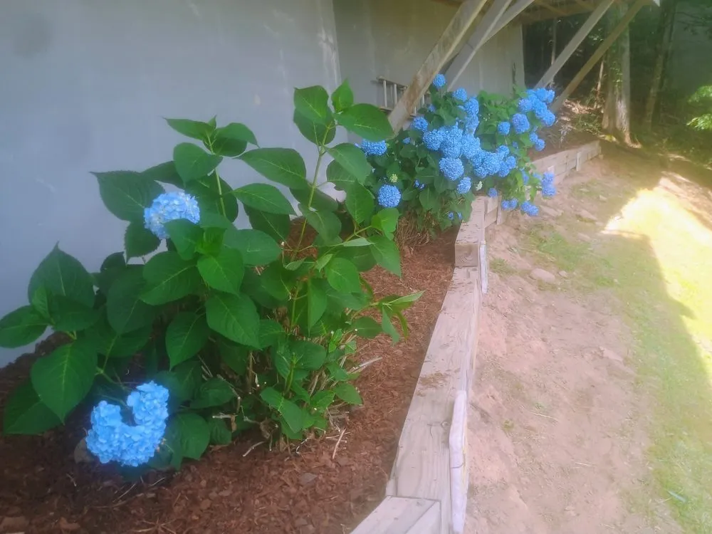 Top-rated landscape design for year-round maintenance across Blairsville, GA - TNE Mobile services