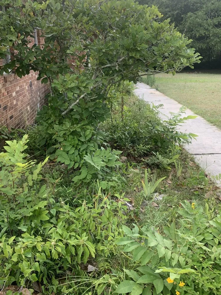 Custom lawn mowing service experts serving Albany, GA - TNG's Landscaping