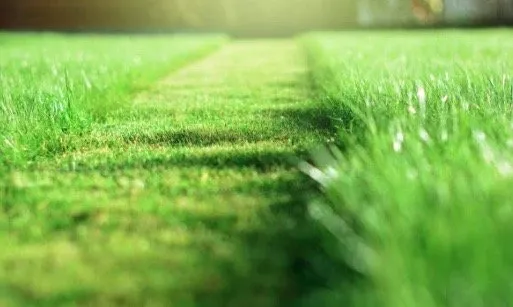 Affordable yard cleanup service for beautiful yards across Abilene, TX - TNJ Lawn Service