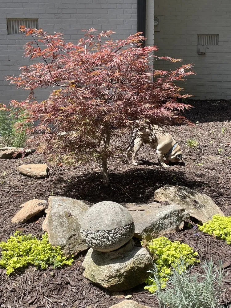 Expert yard maintenance in Peachtree Corners, GA - TNP Landscaping