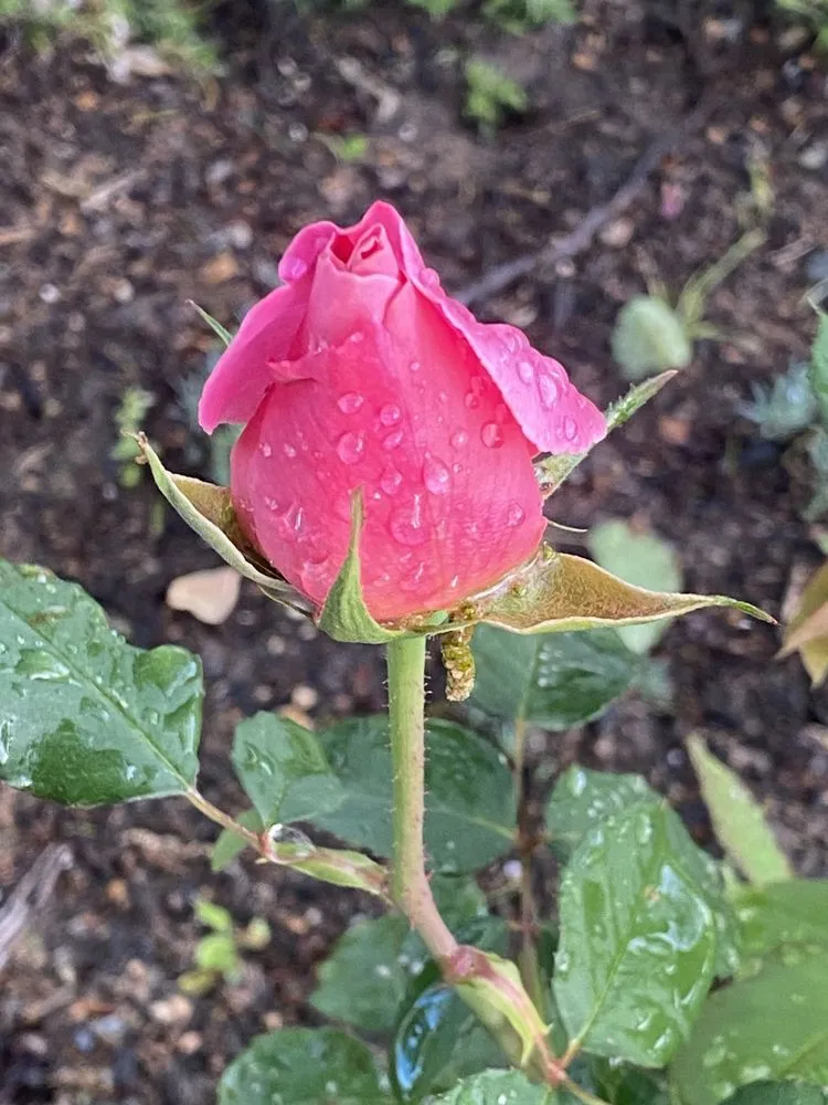 Top-rated residential landscaping in Peachtree Corners, GA - TNP Landscaping