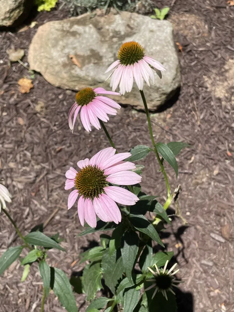 Custom lawn care service in Peachtree Corners, GA - TNP Landscaping