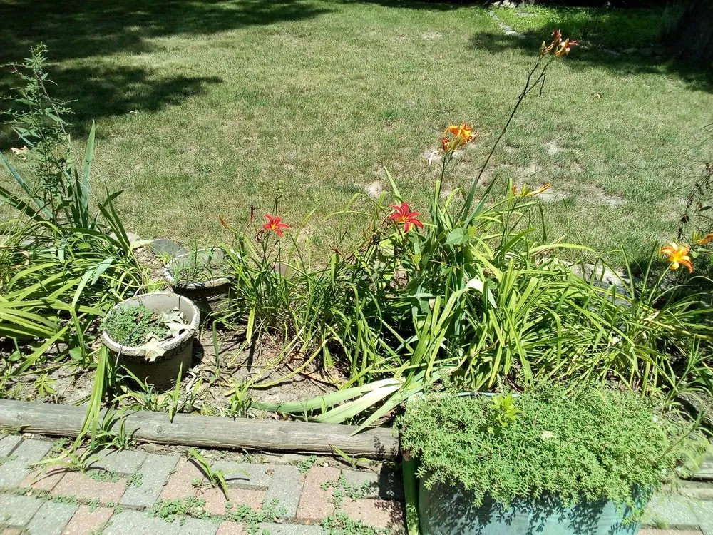 Professional lawn care service for residential properties across Chillicothe, IL - TnT Helping Hands