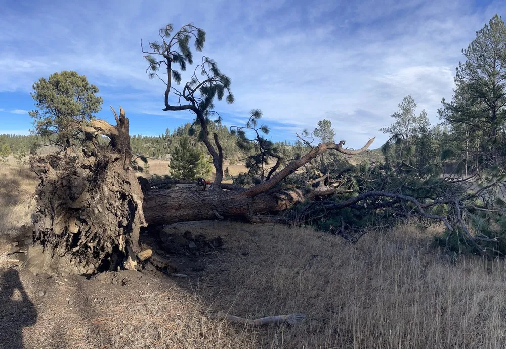 Local outdoor landscaping in Rapid City, SD by Tnt Land Maintenance
