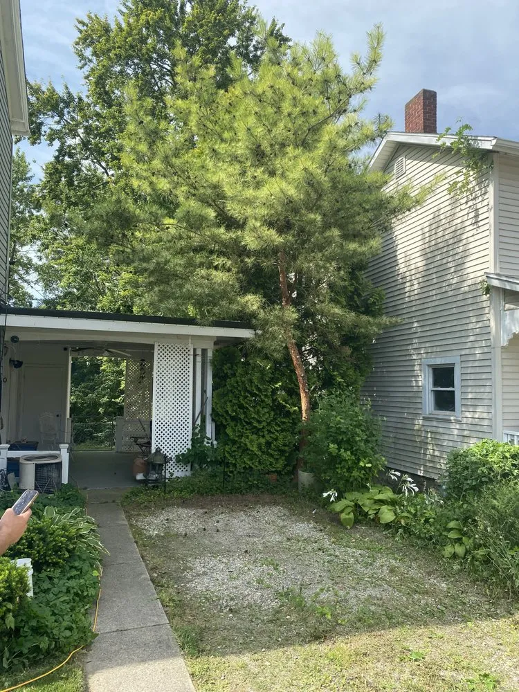 Affordable yard cleanup service in Tiffin, OH by Tnt Land Restoration