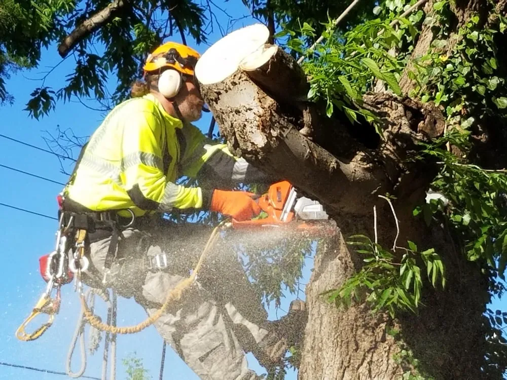 Trusted yard maintenance experts serving Oklahoma City, OK - Tnt Landsaping Services