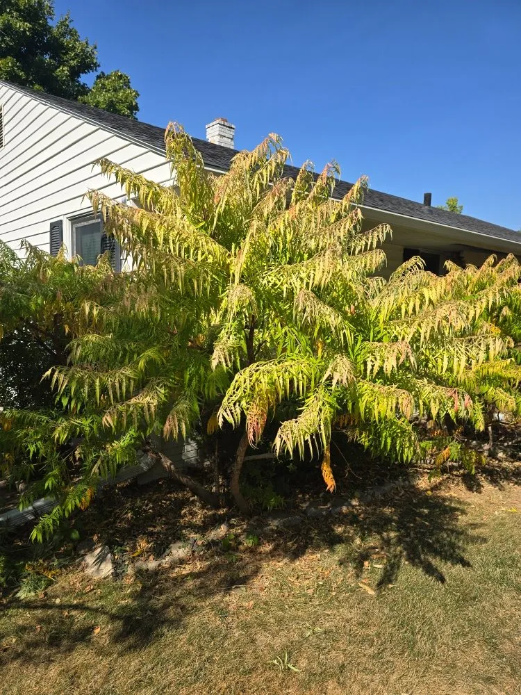 Professional yard cleanup service in Lincoln, NE by TNT Landscaping