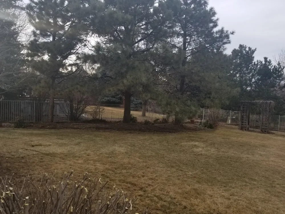 Reliable yard cleanup service in Arvada, CO by TNT Lawn Services