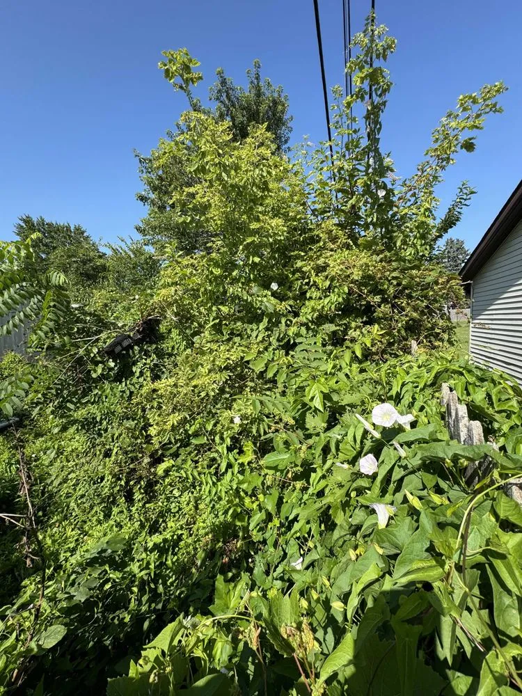 Local yard maintenance experts serving Rock Falls, IL - TNT Services