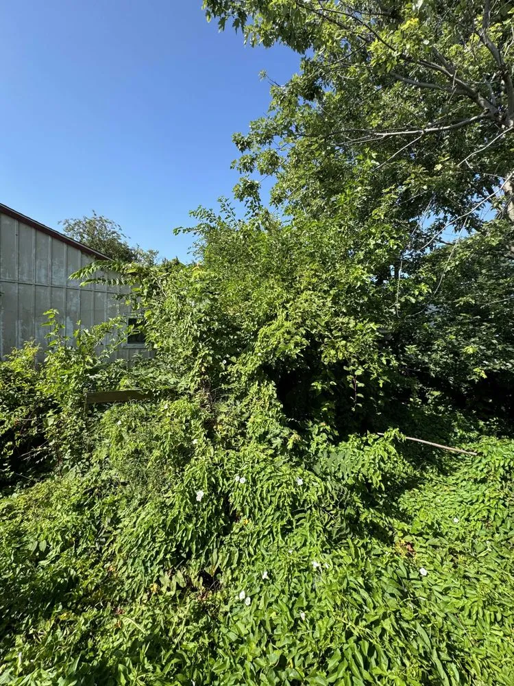 Local yard cleanup service for outdoor upgrades across Rock Falls, IL - TNT Services