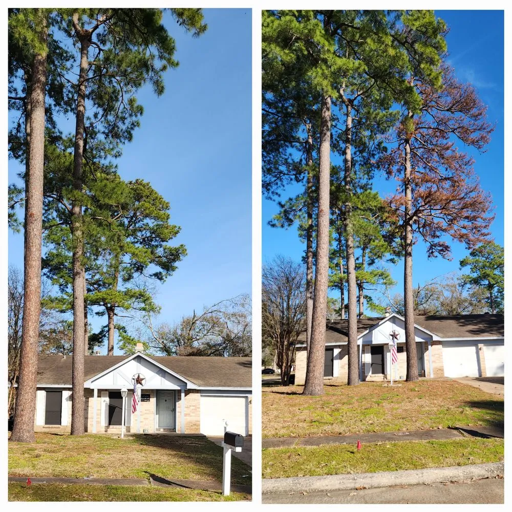 Affordable landscaping services in Kingwood, TX by TNT Tree Service