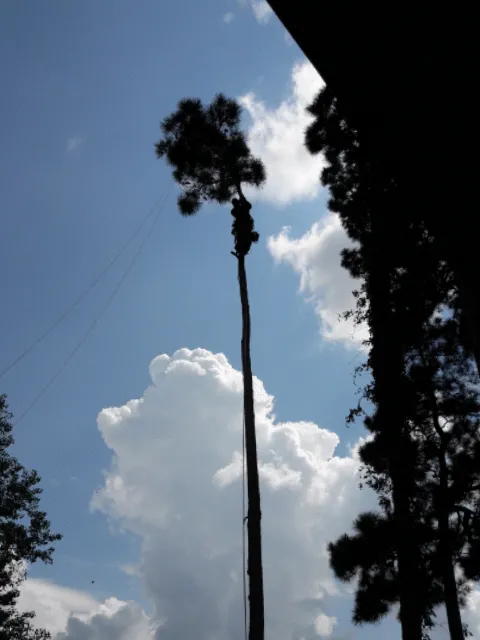 Reliable yard maintenance for outdoor upgrades across Kingwood, TX - TNT Tree Service