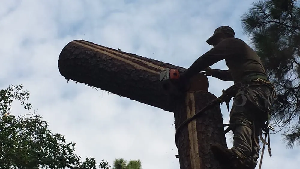 Local yard maintenance for outdoor upgrades in Kingwood, TX by TNT Tree Service