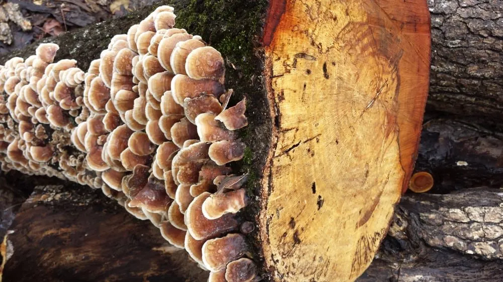 Expert outdoor landscaping in Kingwood, TX by TNT Tree Service