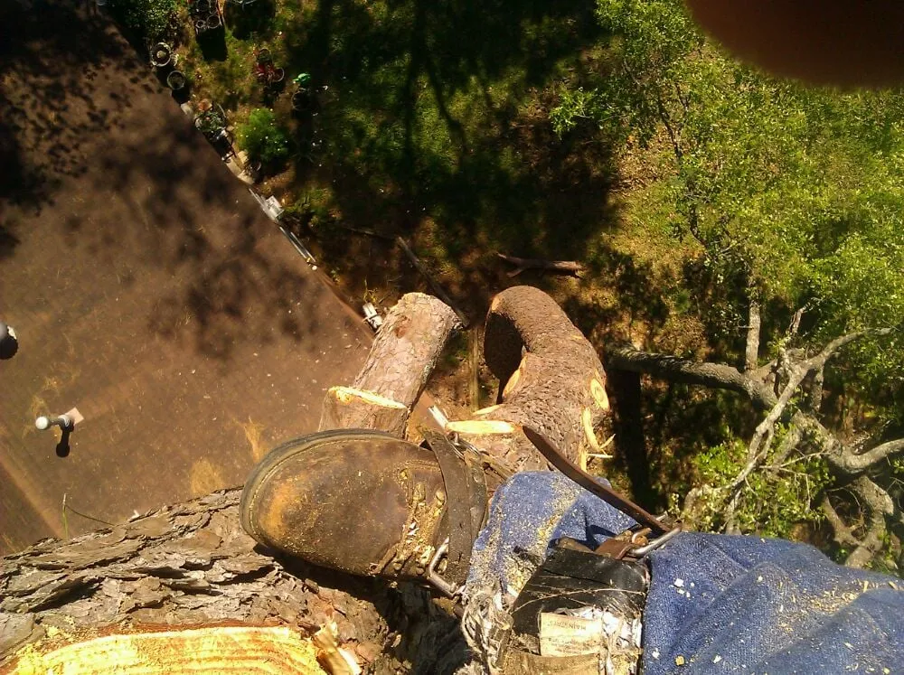 Trusted landscape design in Kingwood, TX by TNT Tree Service