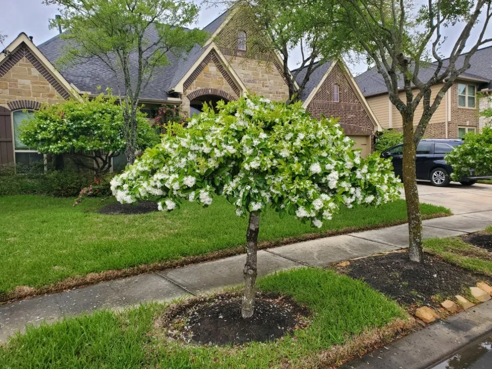 Top-rated lawn mowing service for beautiful yards in Kingwood, TX by TNT Tree Service