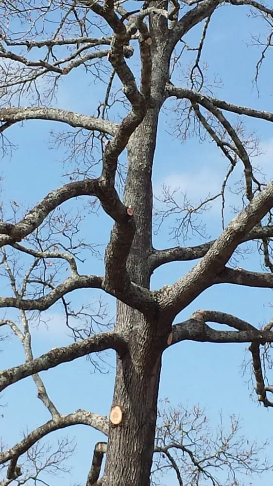 Professional yard maintenance for homes across Kingwood, TX - TNT Tree Service