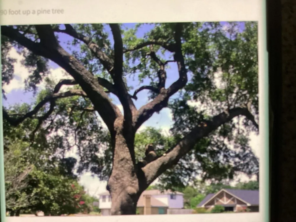 Trusted lawn mowing service for homes across Kingwood, TX - TNT Tree Service