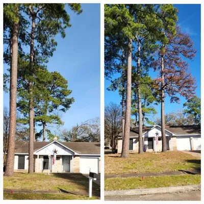 TNT Tree Service Logo