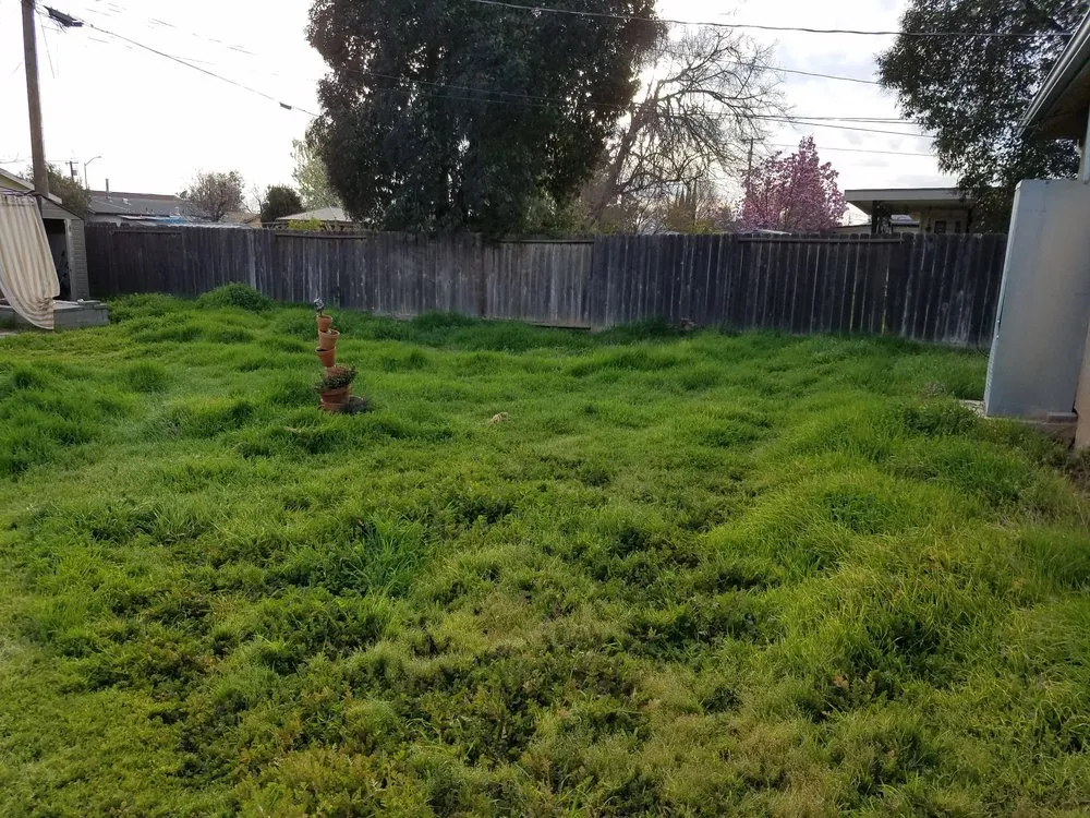 Trusted yard cleanup service experts serving Fresno, CA - TNT Yard Care & Cleanup