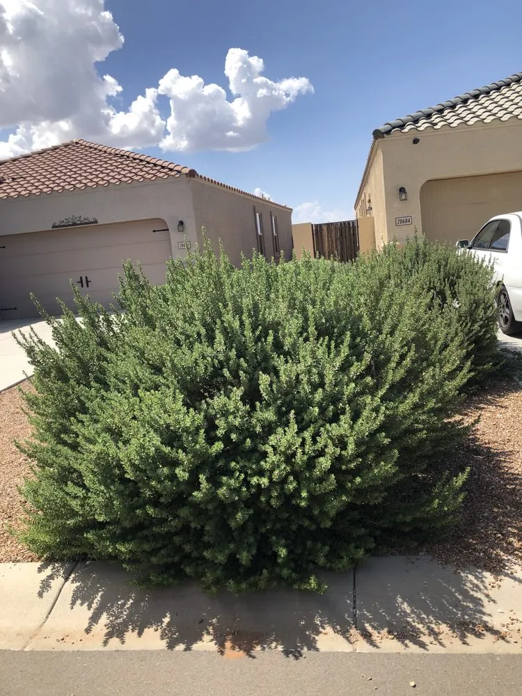 Professional outdoor landscaping experts serving Queen Creek, AZ - TNV Landscaping