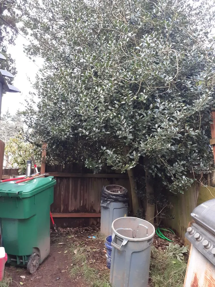 Trusted lawn mowing service for year-round maintenance in Seattle, WA by To The Root