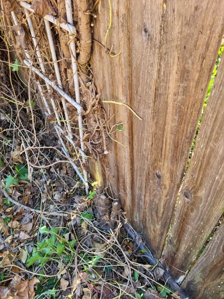 Custom lawn mowing service experts serving Seattle, WA - To The Root